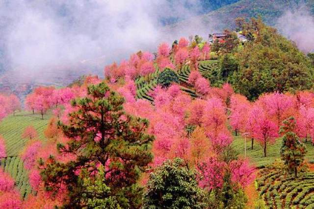 无量山樱花谷.jpg