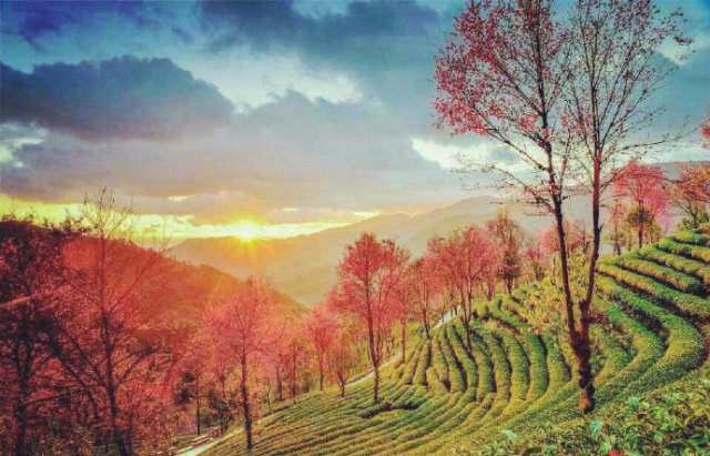 无量山樱花谷3.jpg